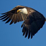 12SB6926 Bald Eagle